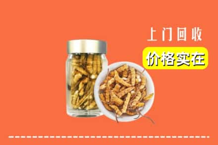 浦东新区回收散虫草
